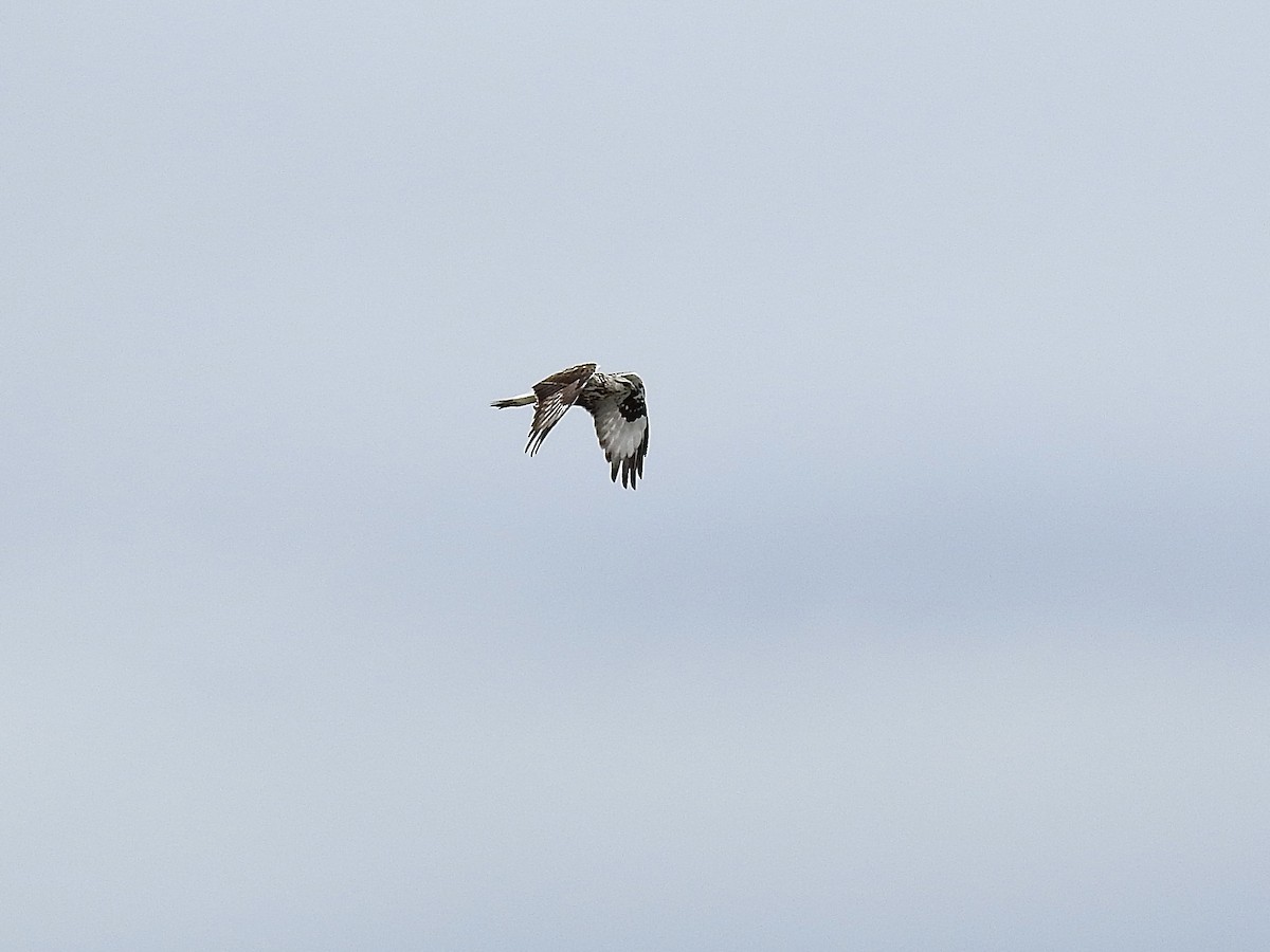 ML447348791 - Rough-legged Hawk - Macaulay Library
