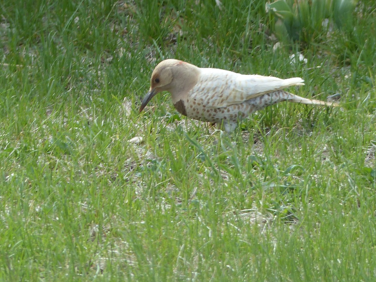 Northern Flicker - Michael Stone