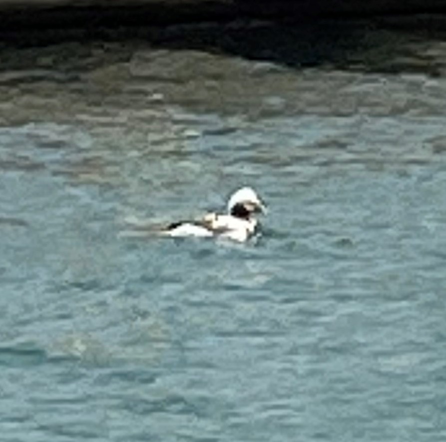 Long-tailed Duck - ML447350121