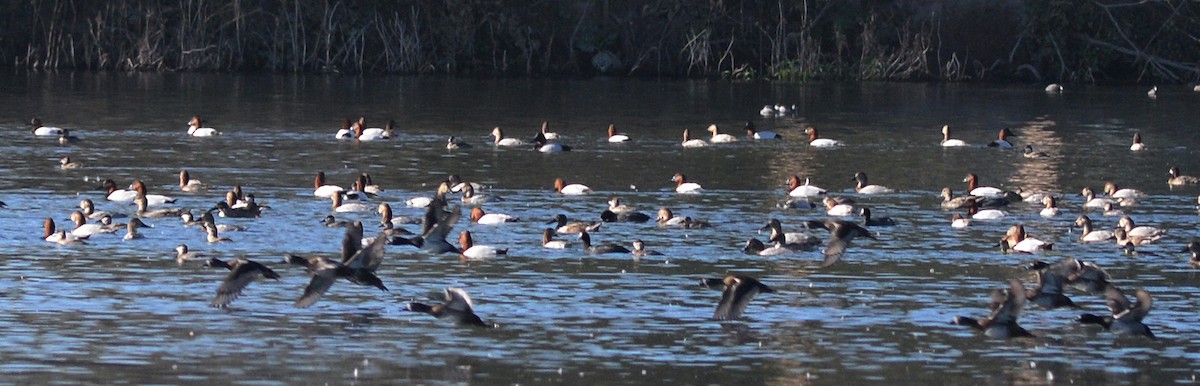 Canvasback - Chris Lloyd