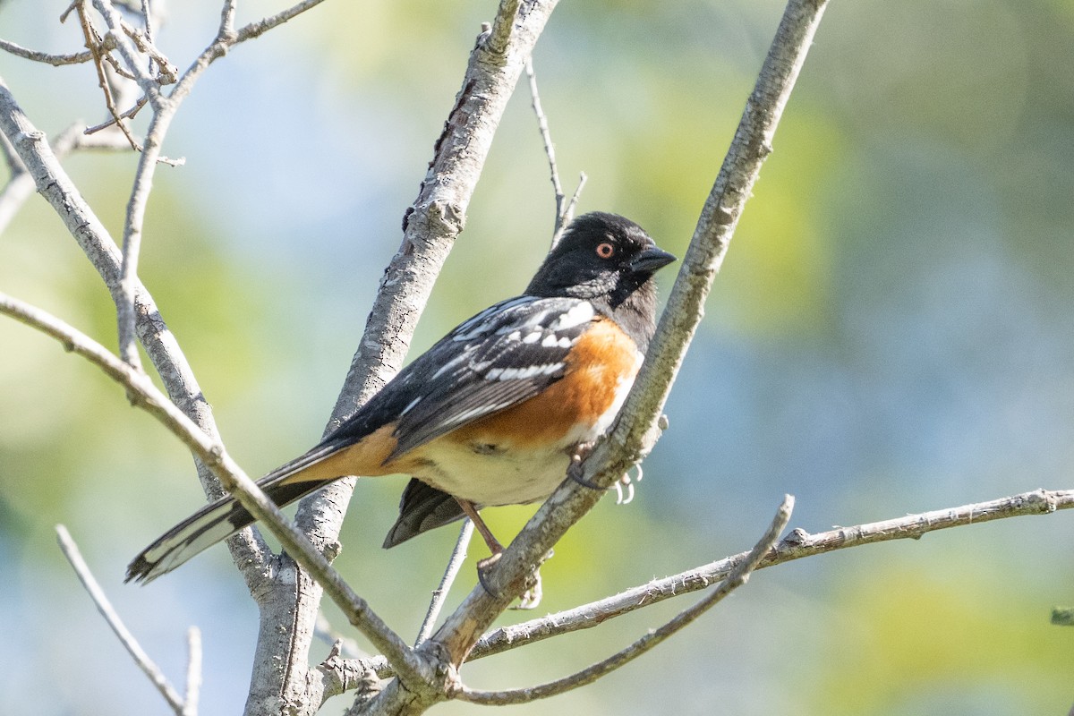 Spotted Towhee - ML447354641