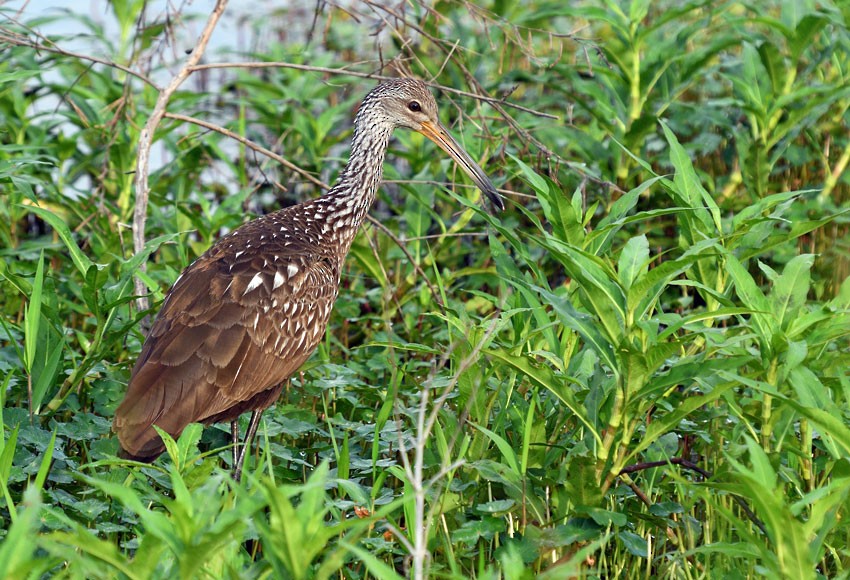 Limpkin (Speckled) - Red Slough WMA Survey