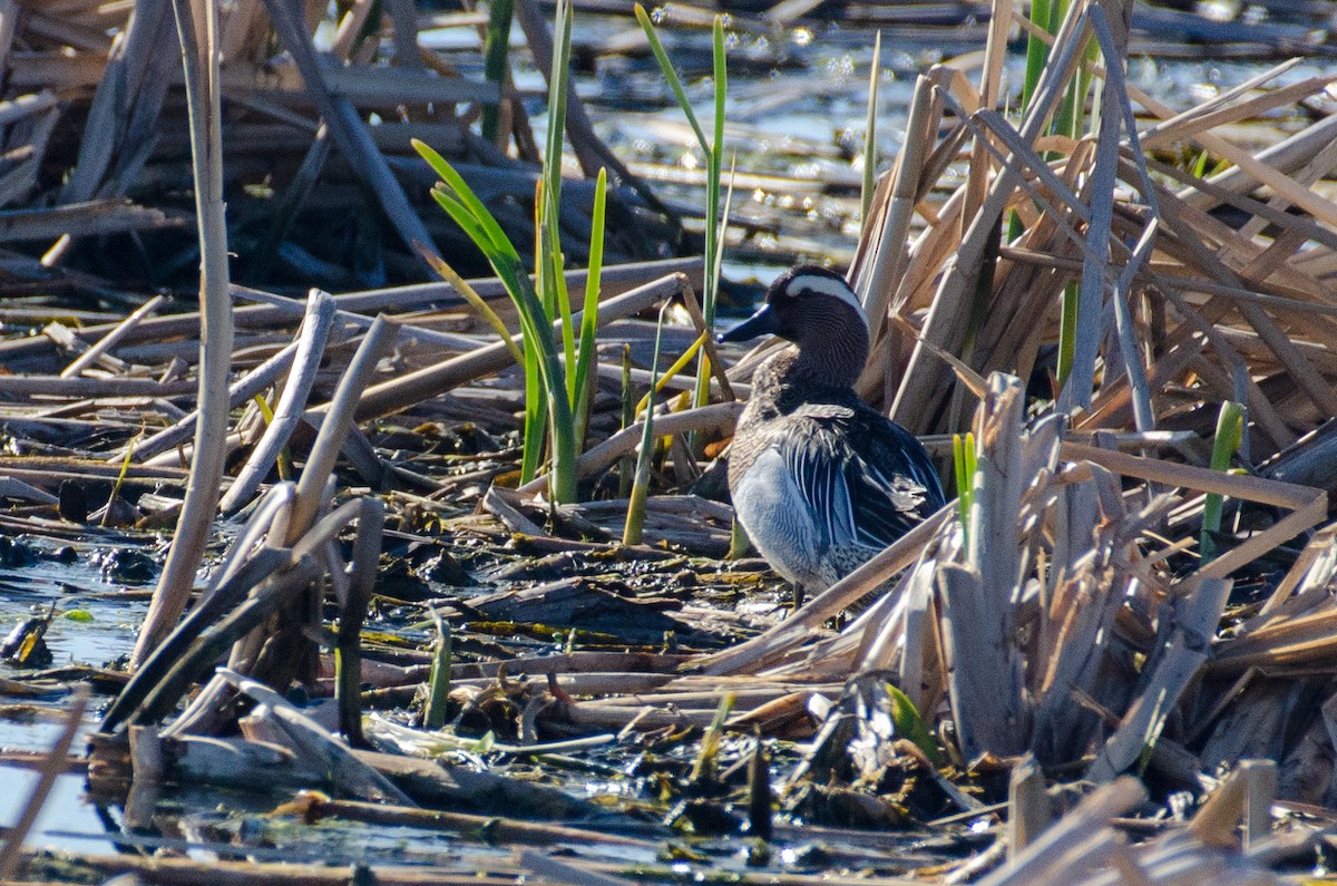 Garganey - ML447359251