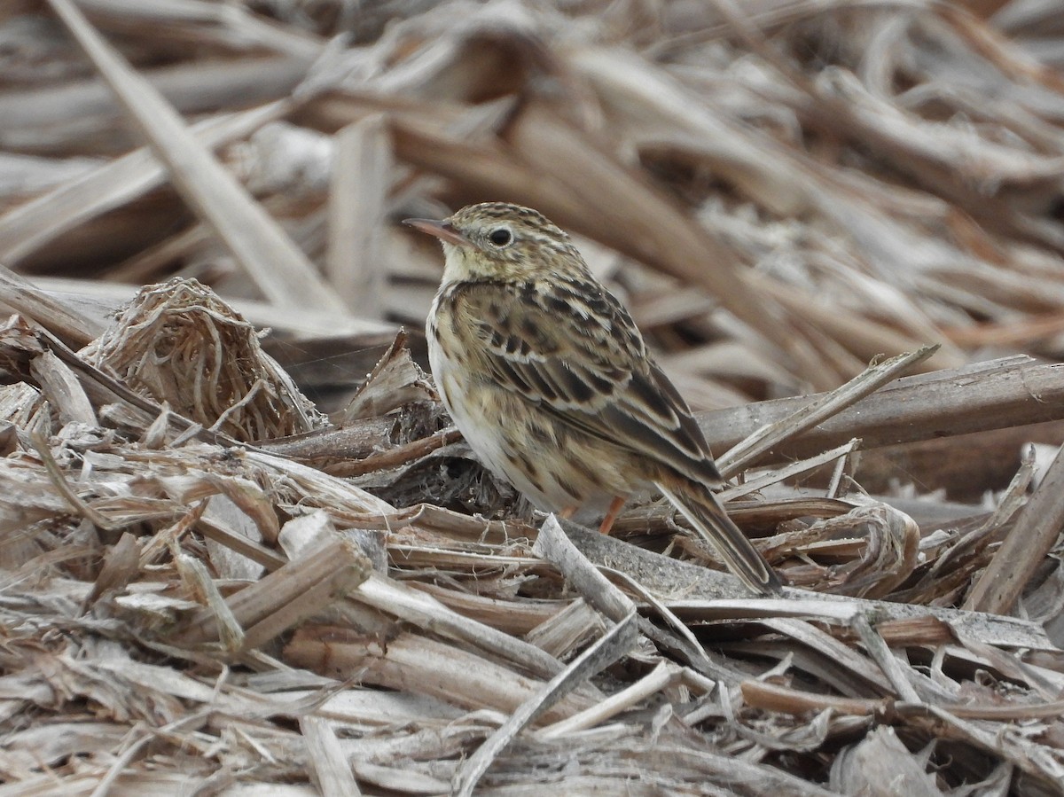 Peruvian Pipit - ML447359571