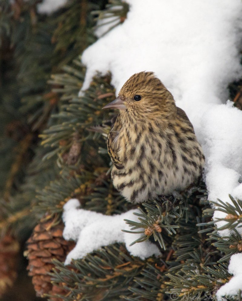 Pine Siskin - ML44735971