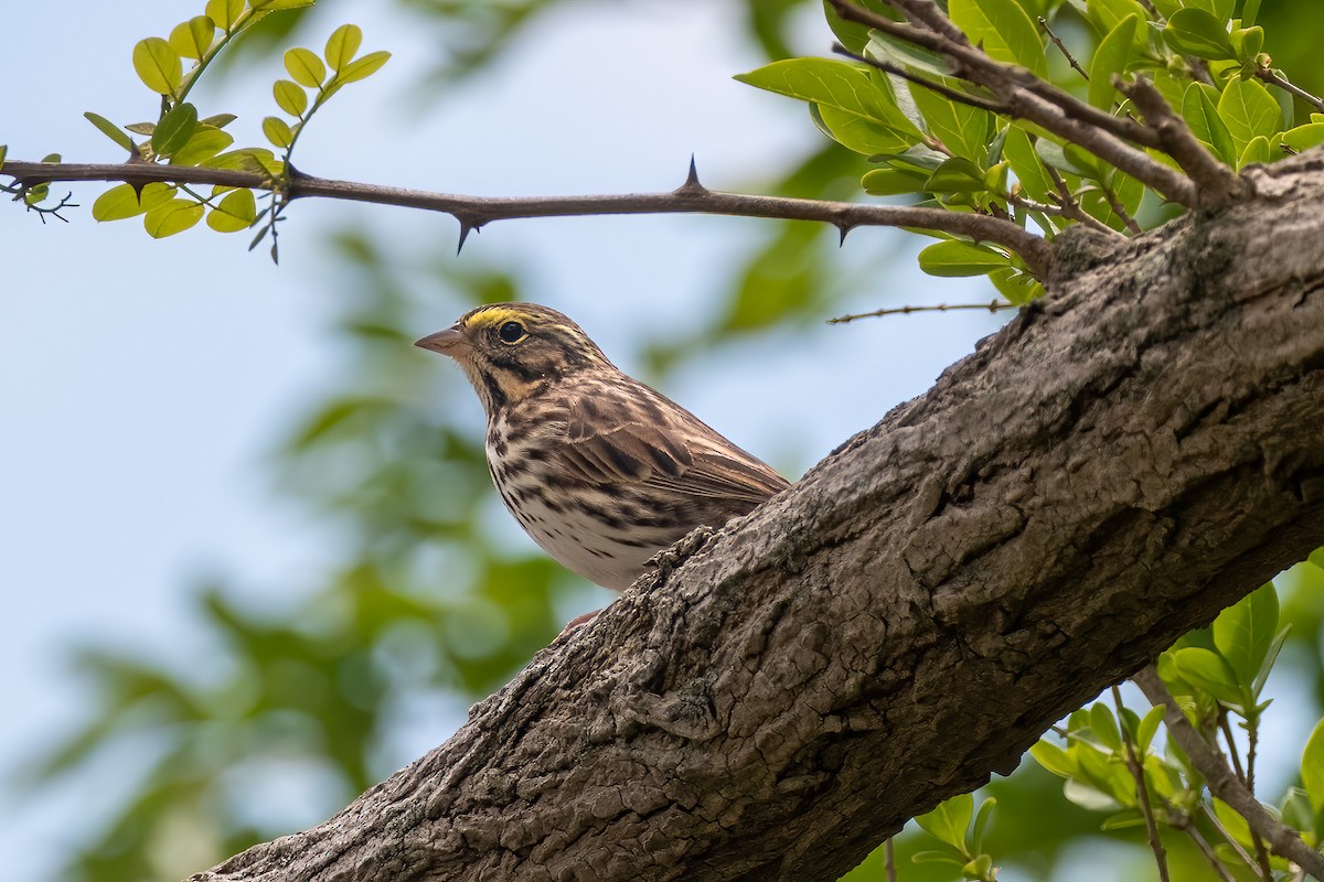 Savannah Sparrow - ML447360481