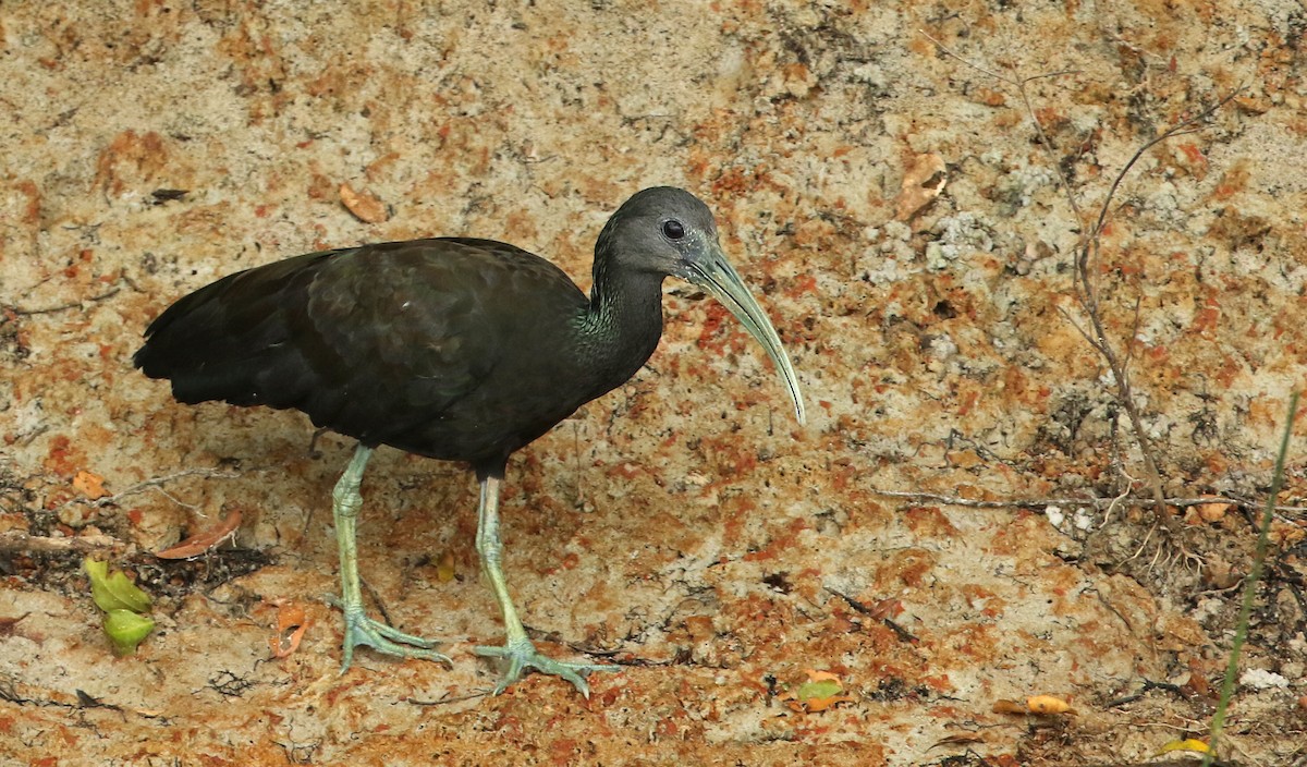 ibis zelený - ML44736051