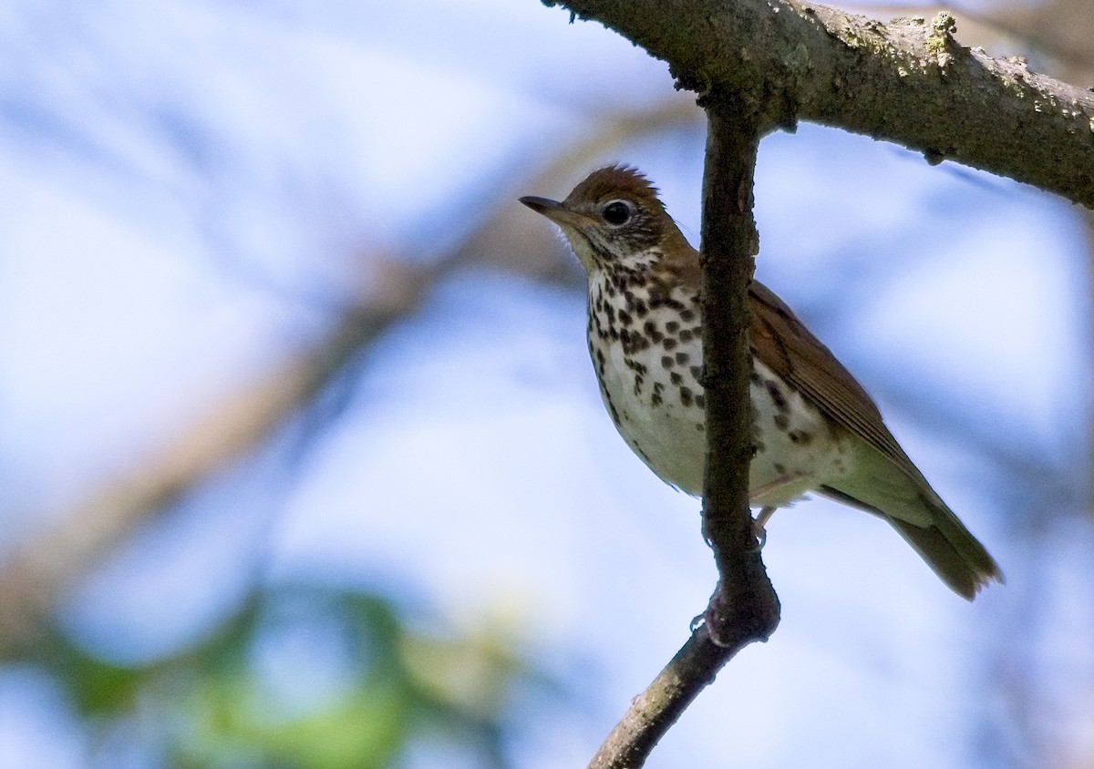 Wood Thrush - ML447363701