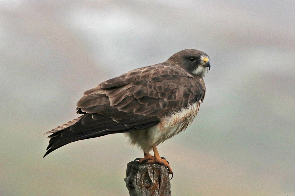 Swainson's Hawk - ML447364501