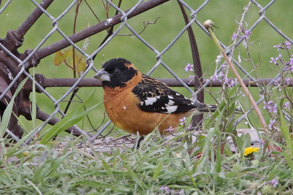 Black-headed Grosbeak - ML447364671