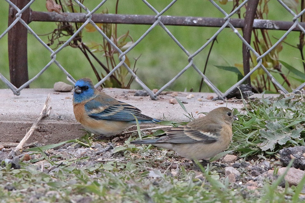 Lazuli Bunting - Margaret Sloan