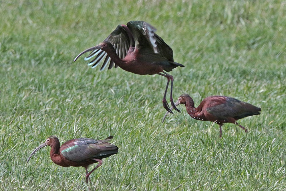 White-faced Ibis - Margaret Sloan