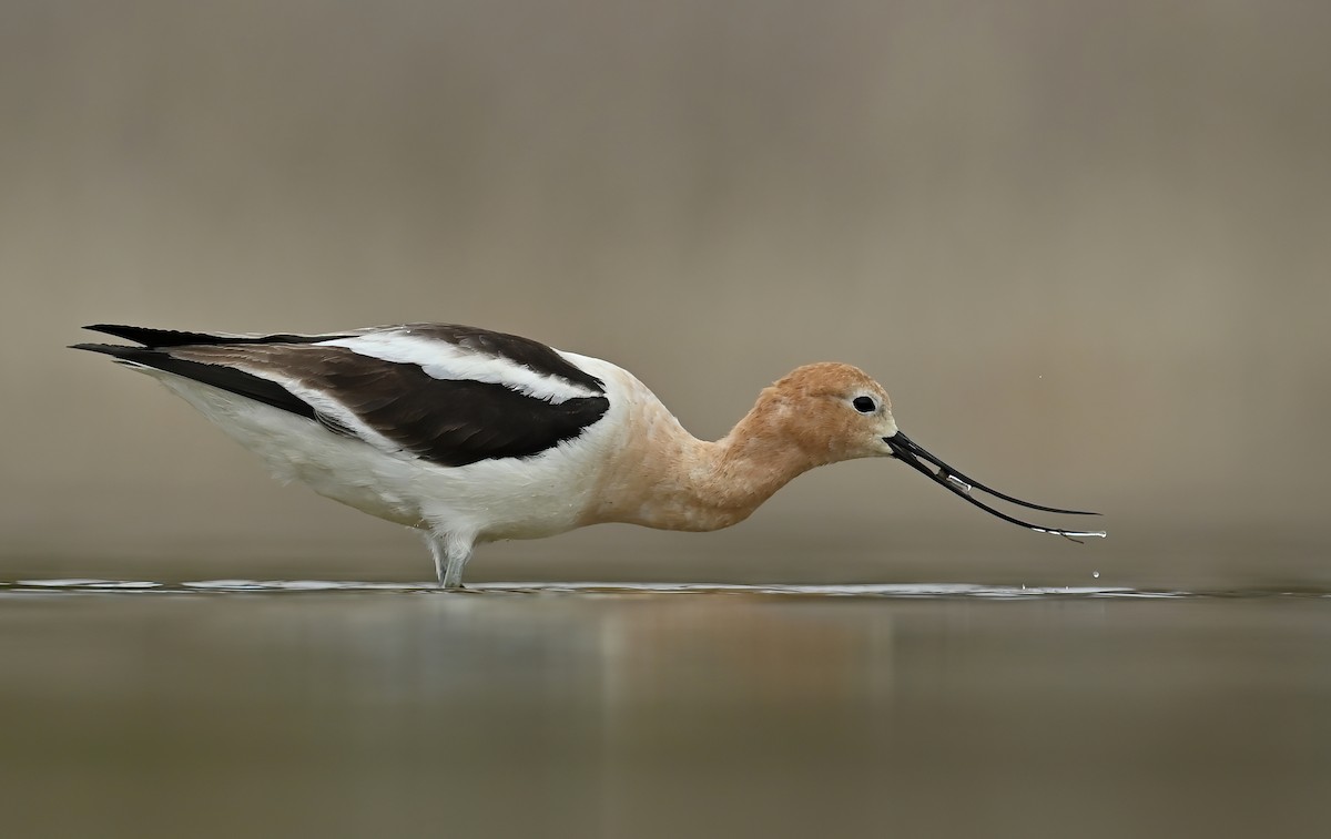 American Avocet - ML447365151