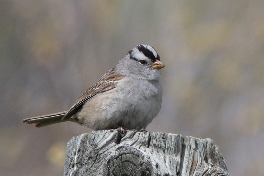 White-crowned Sparrow - ML447365221