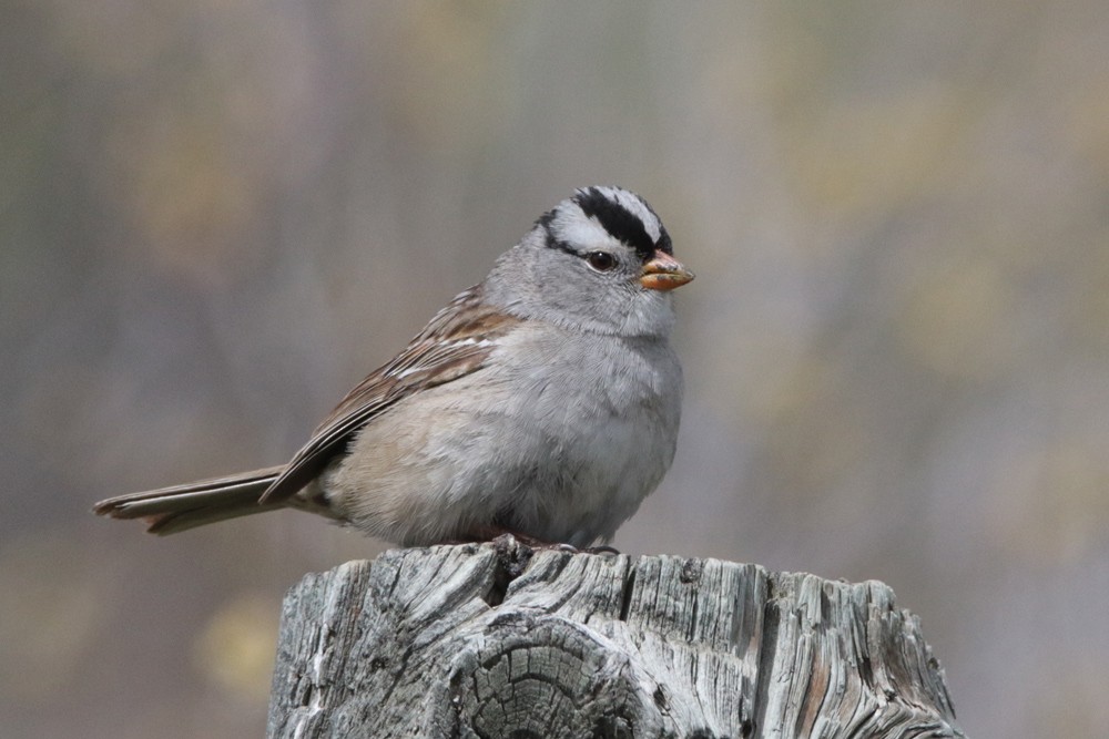 Bruant à couronne blanche - ML447365221