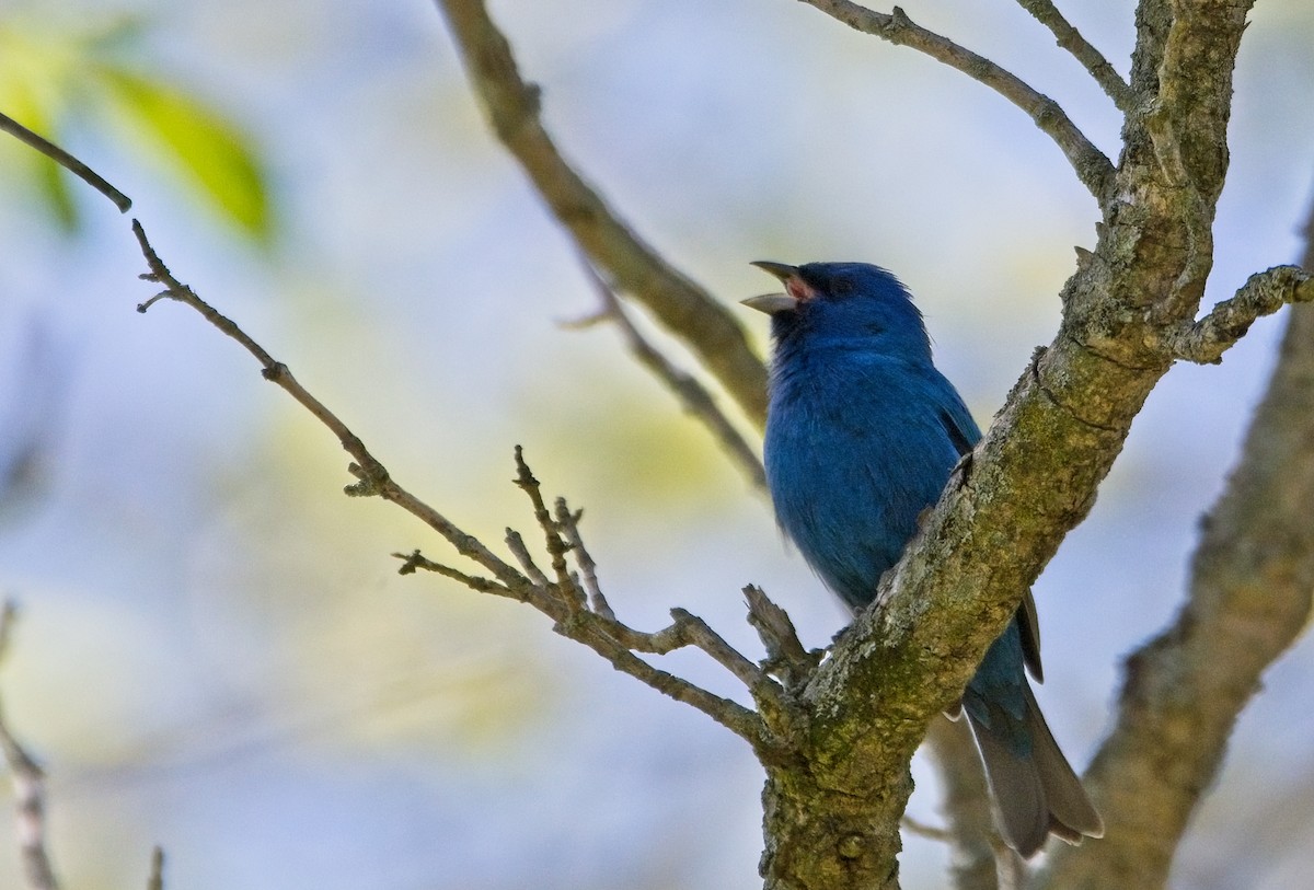 Indigo Bunting - ML447366191