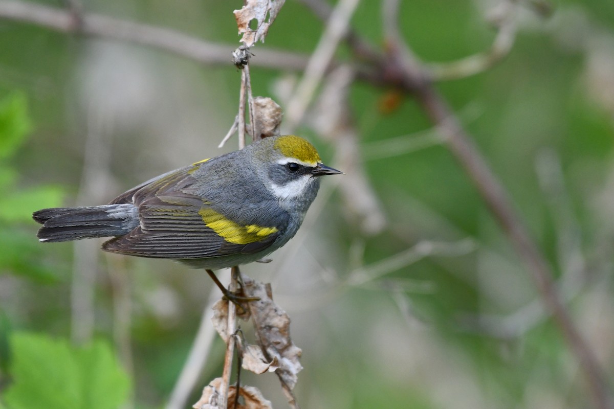 Golden-winged Warbler - ML447369961