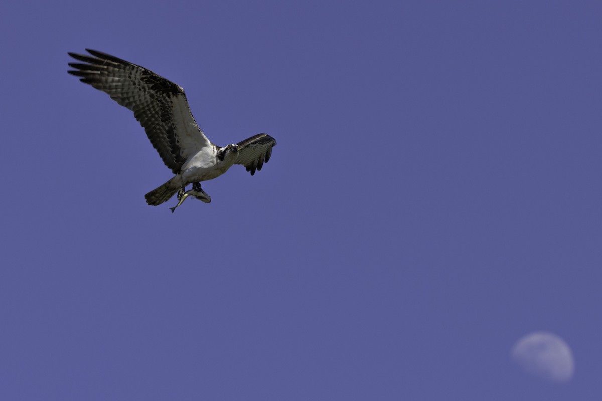 Osprey - ML447370811