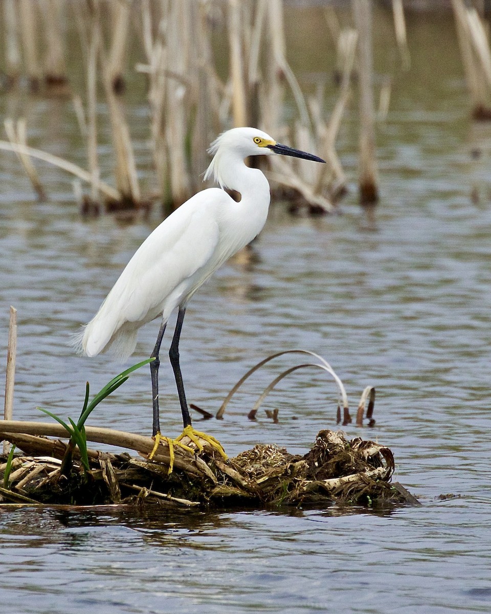 Snowy Egret - Jack & Holly Bartholmai