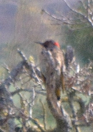 Northern Flicker (Yellow-shafted) - ML44737151