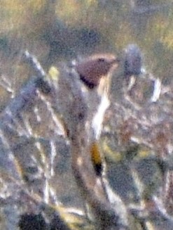 Northern Flicker (Yellow-shafted) - ML44737161