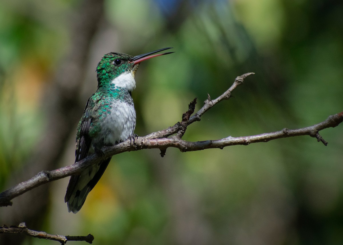 White-throated Hummingbird - Damián Ganime