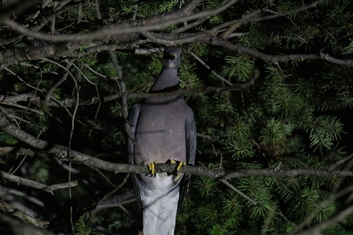Band-tailed Pigeon - ML447375071