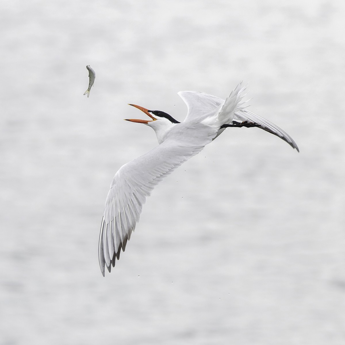 Caspian Tern - Eric Ellingson