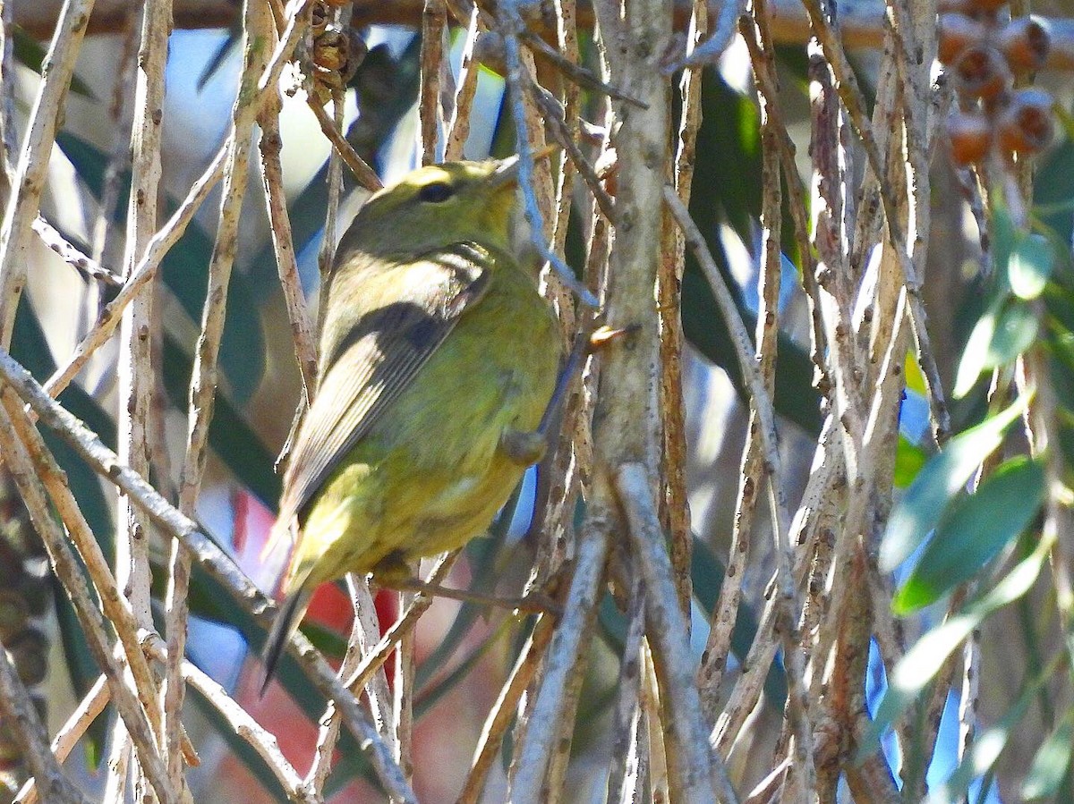 Orange-crowned Warbler - Nick & Jane