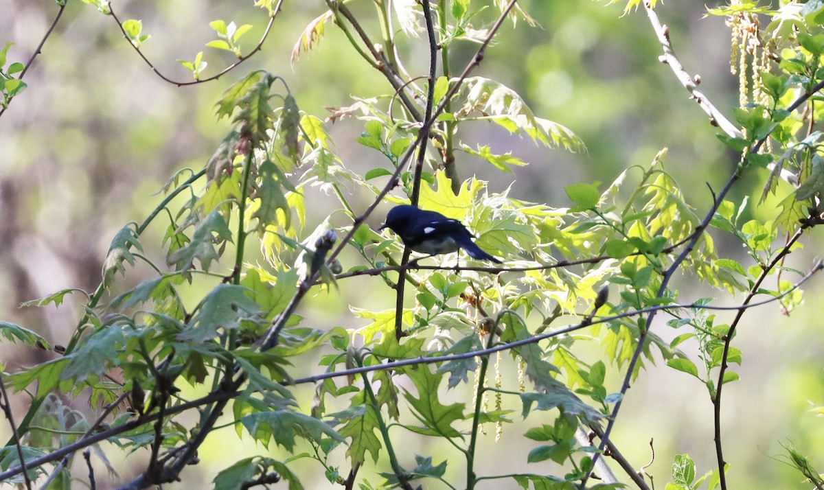 Black-throated Blue Warbler - ML447377001