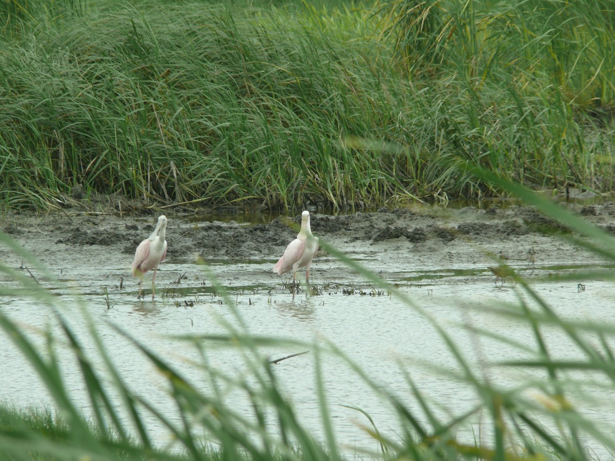 Roseate Spoonbill - ML447378751