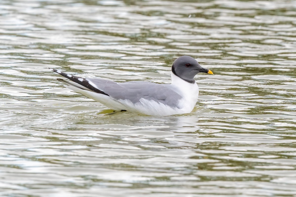 Sabine's Gull - ML447379921