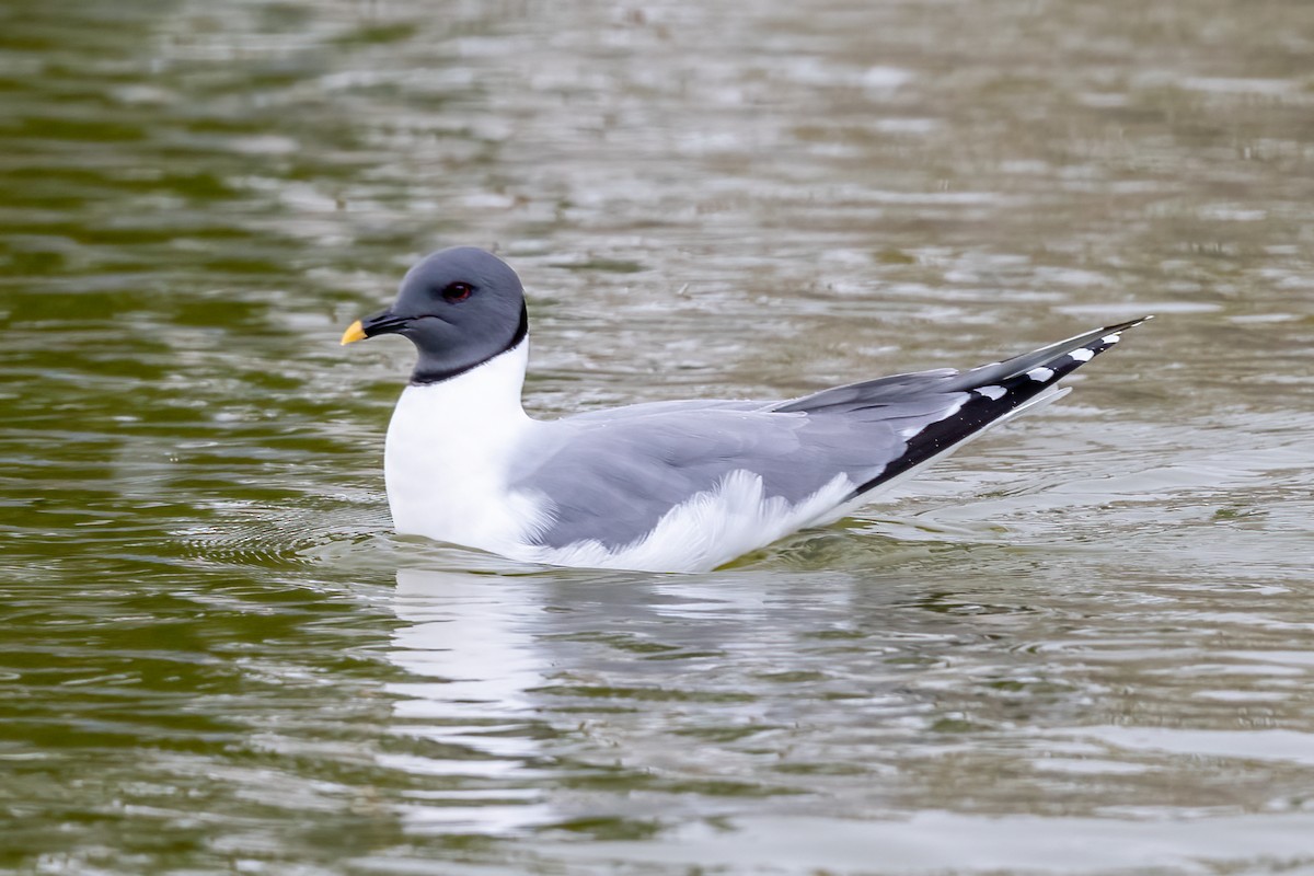 Sabine's Gull - ML447379931