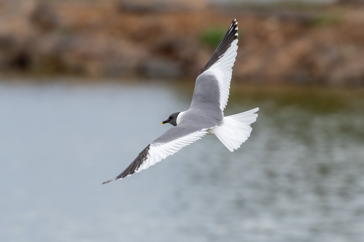 Sabine's Gull - ML447379971