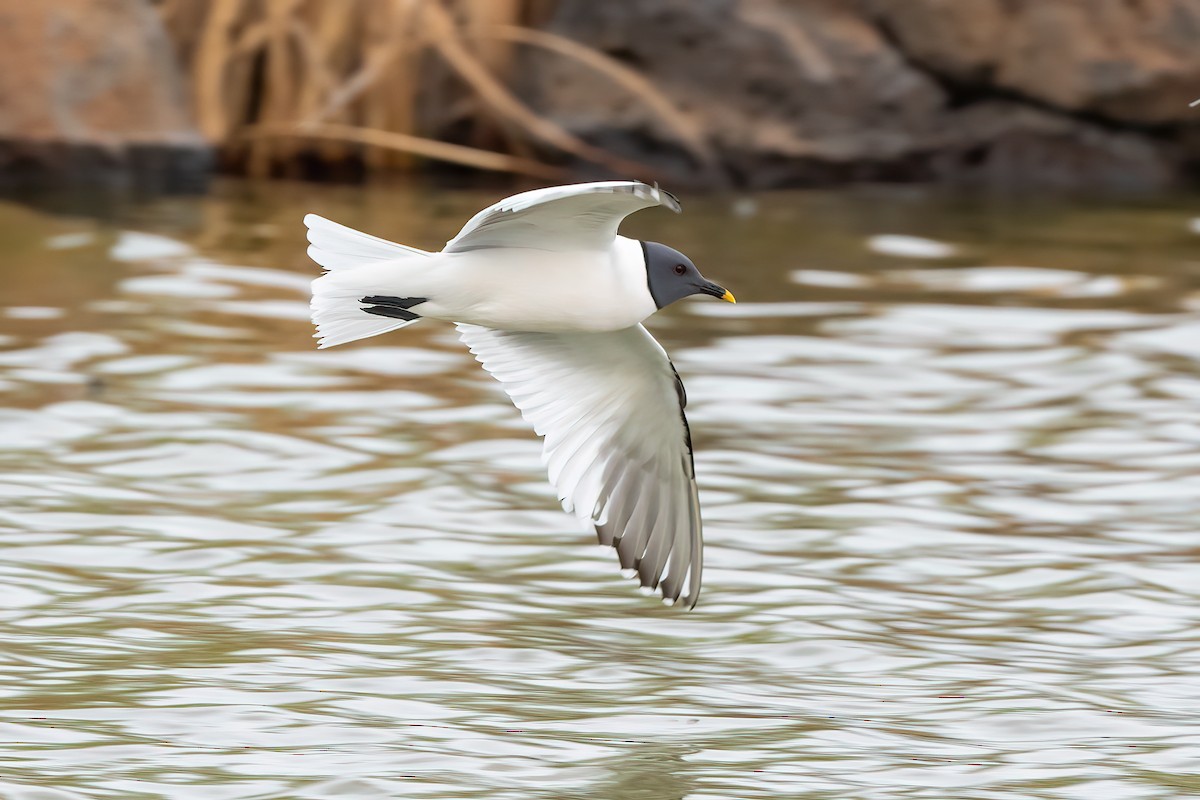 Sabine's Gull - ML447379981