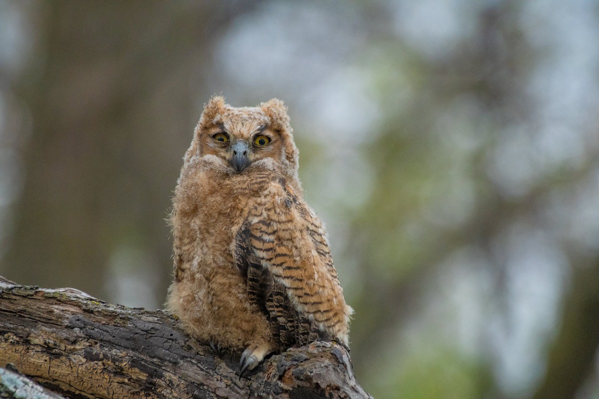 Great Horned Owl - Anuj Ghimire