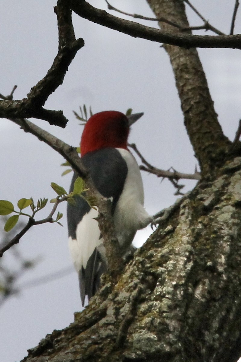 Red-headed Woodpecker - ML447381441