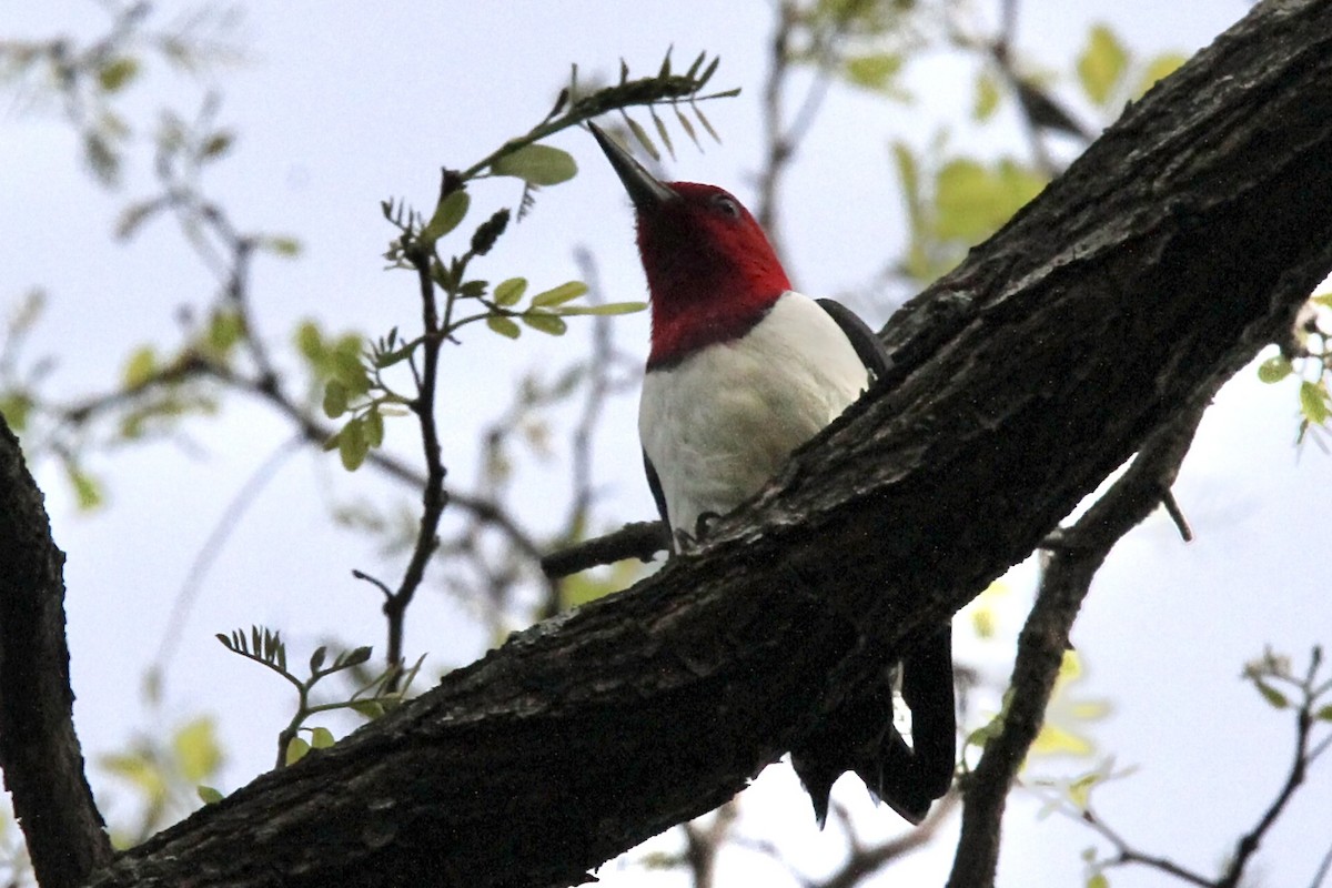 Red-headed Woodpecker - ML447381451