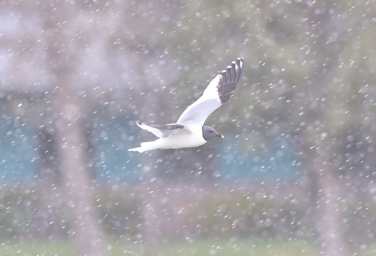 Sabine's Gull - ML447382641