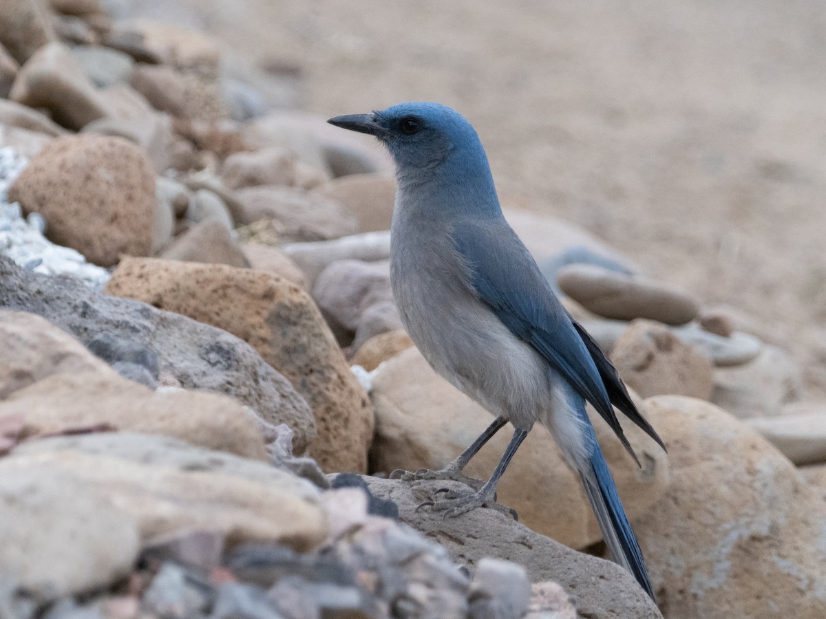 Mexican Jay - Stephen Tarnowski