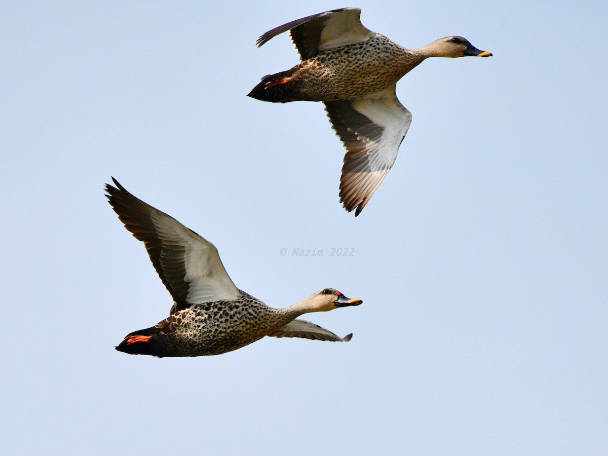 Canard à bec tacheté - ML447386821