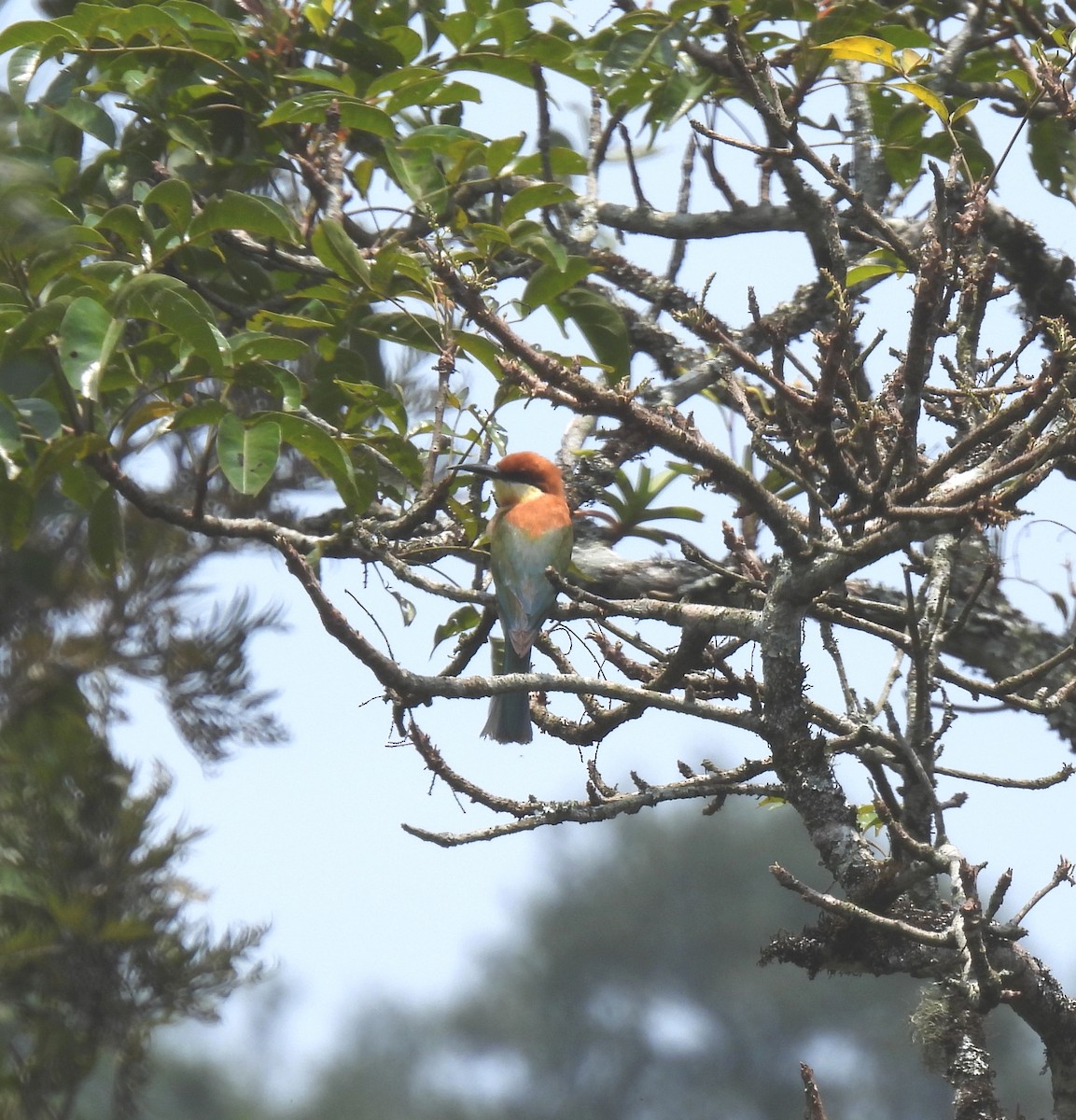 Chestnut-headed Bee-eater - ML447387331