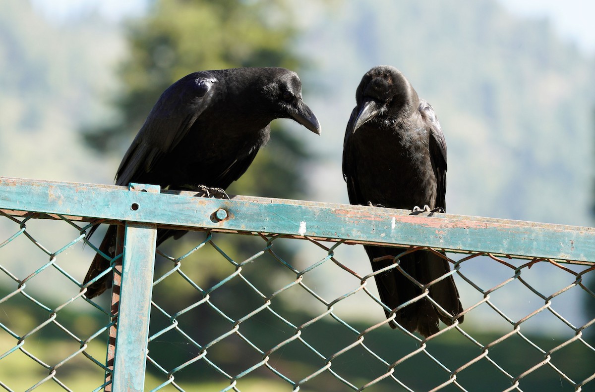 Large-billed Crow - Gaurav Parekh