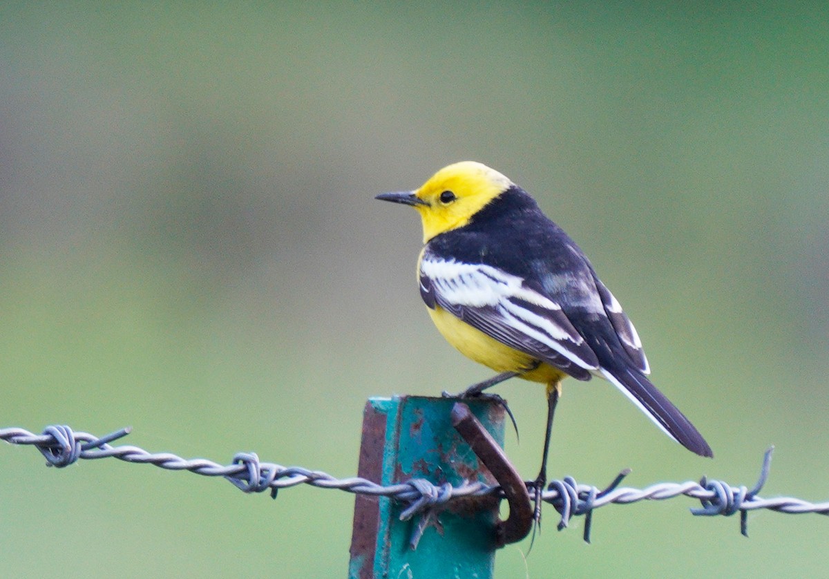 Citrine Wagtail - Gaurav Parekh