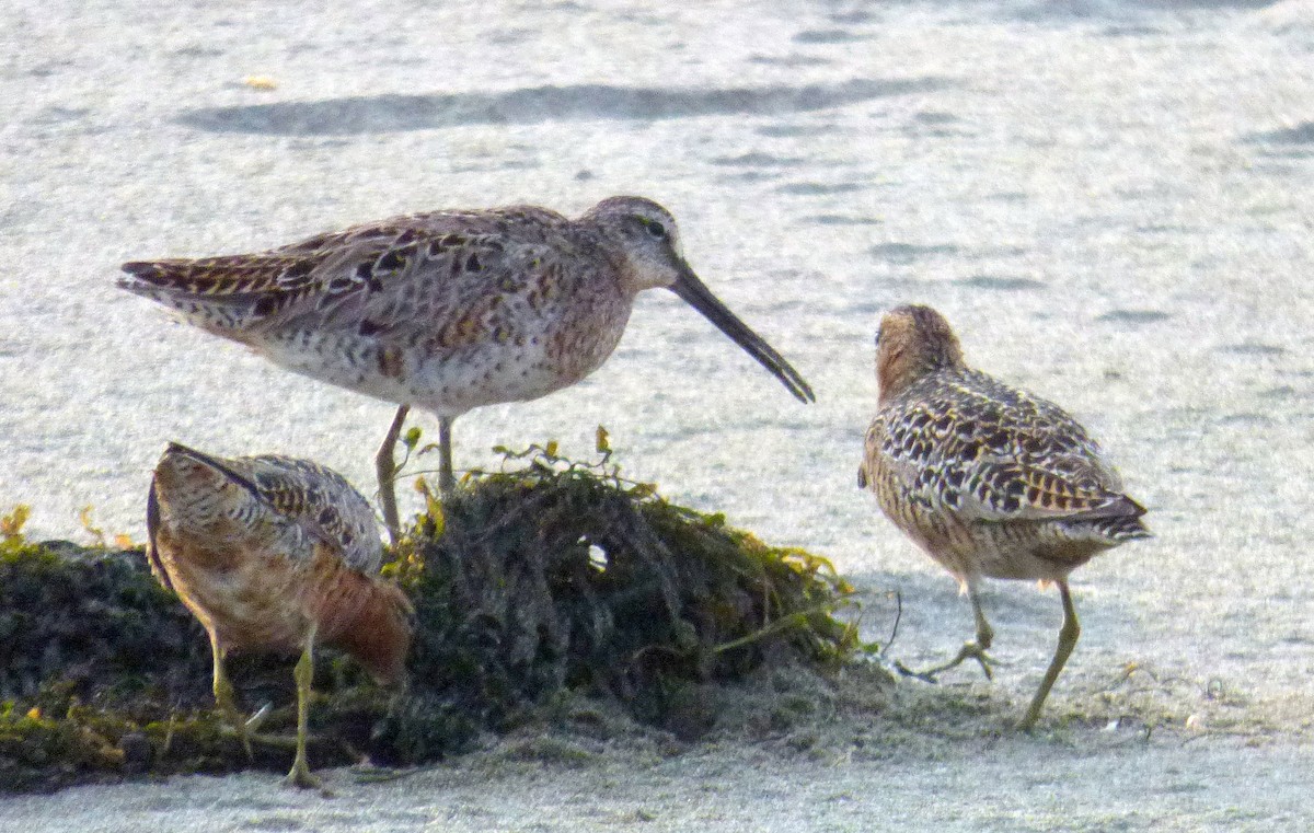 Short-billed Dowitcher - ML447391981