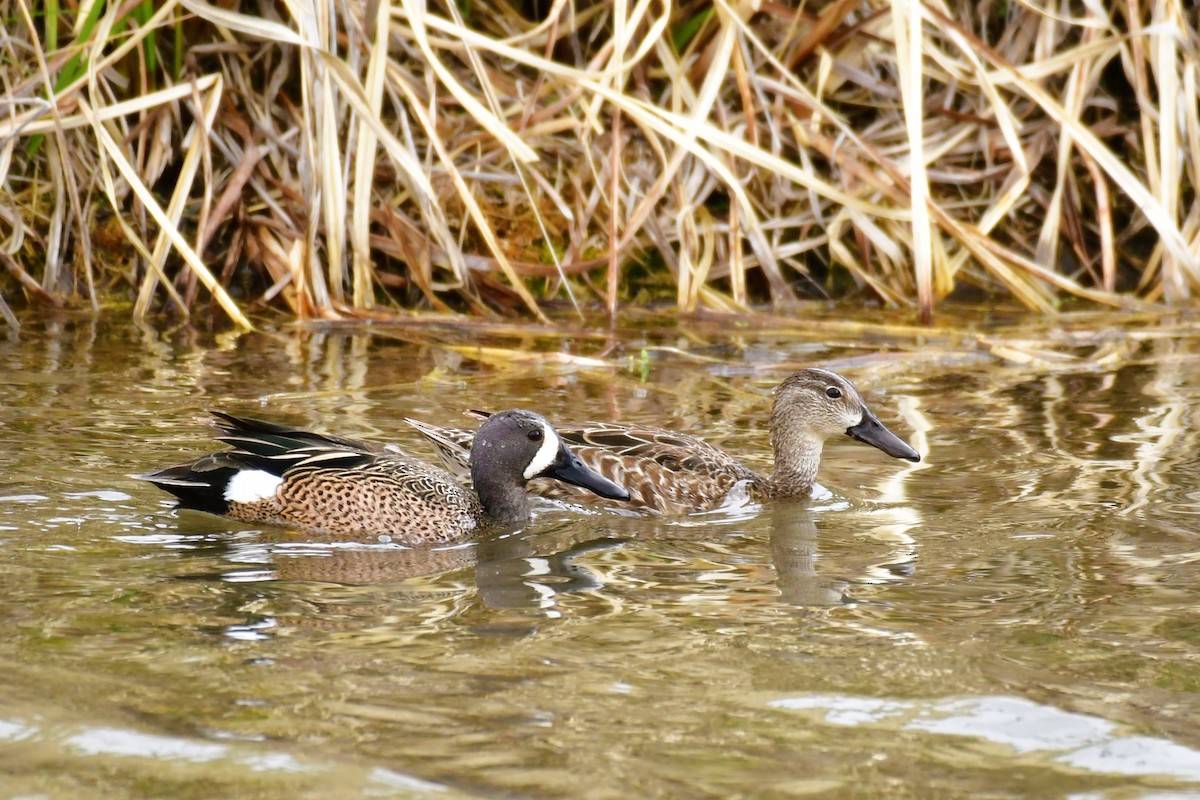 Sarcelle à ailes bleues - ML447392341