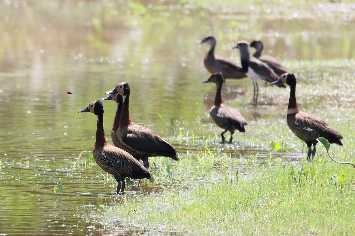 White-faced Whistling-Duck - Mark Stanley