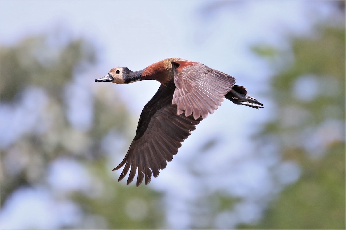 White-faced Whistling-Duck - Mark Stanley