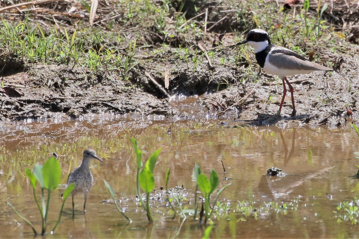 Pied Plover - Mark Stanley