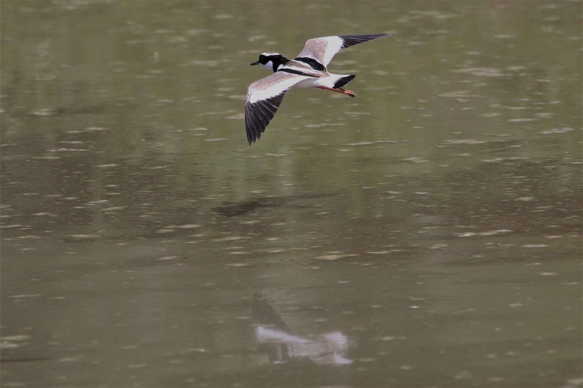 Pied Plover - Mark Stanley